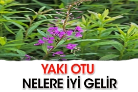 yaki-otunun-yararlari-nelerdir-hmsA8TUm.jpg