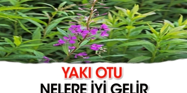 yaki-otunun-yararlari-nelerdir-hmsA8TUm.jpg