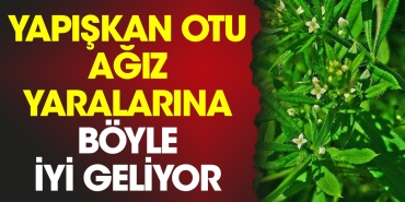 yapiskan-otu-agiz-yaralarina-bu-turlu-duzgun-geliyor-jXTAfQ1w.jpg