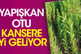 yapiskan-otu-kansere-duzgun-geliyor-FGkVWfpV.jpg