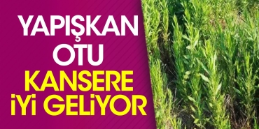 yapiskan-otu-kansere-duzgun-geliyor-FGkVWfpV.jpg