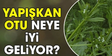 yapiskan-otu-neye-duzgun-geliyor-2OiCJEjU.jpg