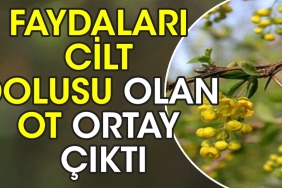 yararlari-cilt-dolusu-olan-ot-ortaya-cikti-neredeyse-yeterli-gelmedigi-hastalik-yok-yd1QyamC.jpg
