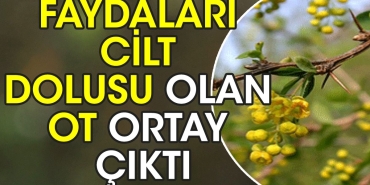 yararlari-cilt-dolusu-olan-ot-ortaya-cikti-neredeyse-yeterli-gelmedigi-hastalik-yok-yd1QyamC.jpg