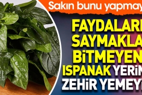 yararlari-saymakla-bitmeyen-ispanak-yerine-zehir-yemeyin-sakin-bunu-yapmayin-GWTULiWH.jpg