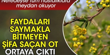 yararlari-saymakla-bitmeyen-sifa-sacan-ot-ortaya-cikti-neredeyse-tum-hastaliklara-meydan-okuyor-QIMKIp5A.jpg