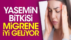 yasemin-bitkisi-migrene-duzgun-geliyor-Cz1MZnzW.jpg