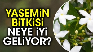 yasemin-bitkisi-neye-duzgun-geliyor-qHmd2qVX.jpg