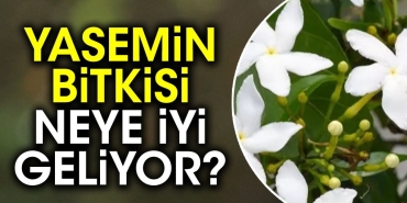 yasemin-bitkisi-neye-duzgun-geliyor-qHmd2qVX.jpg