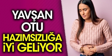 yavsan-otu-hazimsizliga-l-geliyor-GkimWjVt.jpg