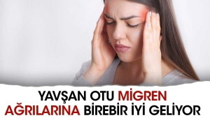 yavsan-otu-migren-agrilarina-birebir-l-geliyor-CnXSnlKX.jpg