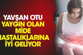 yavsan-otu-yaygin-olan-mide-hastaliklarina-l-geliyor-vIqghWEO.jpg