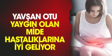 yavsan-otu-yaygin-olan-mide-hastaliklarina-l-geliyor-vIqghWEO.jpg
