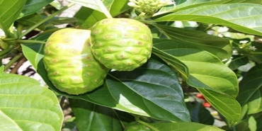 yeni-moda-noni-meyvesi-mi-jVFH5mVr.jpg
