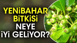 yenibahar-bitkisi-neye-yeterli-geliyor-qsgCBuuR.jpg
