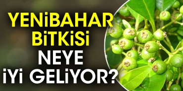 yenibahar-bitkisi-neye-yeterli-geliyor-qsgCBuuR.jpg