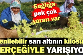 yenilebilir-sari-altinin-kilosu-gercegiyle-yarisiyor-sihhate-da-yarari-cok-lamZwr42.jpg