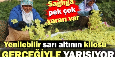 yenilebilir-sari-altinin-kilosu-gercegiyle-yarisiyor-sihhate-da-yarari-cok-lamZwr42.jpg