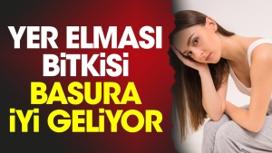 yer-elmasi-bitkisi-basura-uygun-geliyor-QK8Ebeys.jpg