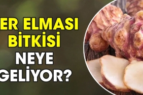 yer-elmasi-bitkisi-neye-geliyor-1vn4gvdl.jpg