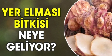 yer-elmasi-bitkisi-neye-geliyor-1vn4gvdl.jpg