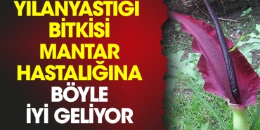 yilanyastigi-bitkisi-mantar-hastaligina-bu-turlu-l-geliyor-cWsMpBz7.jpg
