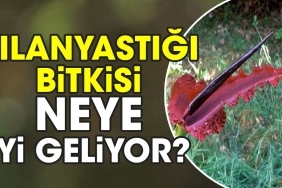 yilanyastigi-bitkisi-neye-guzel-geliyor-2ganIzhf.jpg