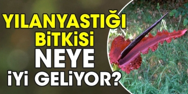 yilanyastigi-bitkisi-neye-guzel-geliyor-2ganIzhf.jpg