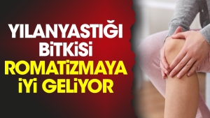 yilanyastigi-bitkisi-romatizmaya-yeterli-geliyor-JncBns9P.jpg