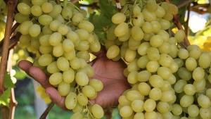 yilbasi-gecesi-12-uzum-ritueli-yilbasinda-masanin-altinda-12-uzum-yemenin-manasi-nedir-12-LQXTszhI.jpg