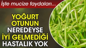 yogurt-otunun-neredeyse-l-gelmedigi-hastalik-yok-iste-mucize-yararlari-pMGEsxng.jpg