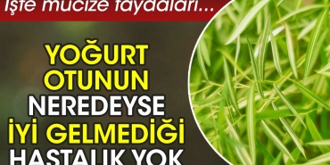 yogurt-otunun-neredeyse-l-gelmedigi-hastalik-yok-iste-mucize-yararlari-pMGEsxng.jpg