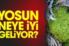 yosun-neye-duzgun-geliyor-SEJ1LLyt.jpg
