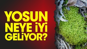 yosun-neye-duzgun-geliyor-SEJ1LLyt.jpg