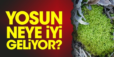 yosun-neye-duzgun-geliyor-SEJ1LLyt.jpg