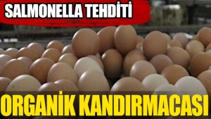 yumurta-kabuklarina-dikkat-Tvb9QPvV.jpg