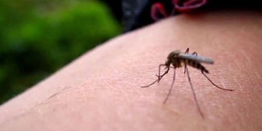 zika-virusu-nedir-ve-gebeler-icin-neden-kiymetlidir-L7ShU4xm.jpg