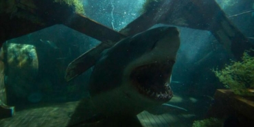 buyuk-beyaz-great-white-sinemasi-konusu-nedir-oyunculari-kimler-buyuk-beyaz-ne-vakit-vizyona-C3AkSBVS.jpg