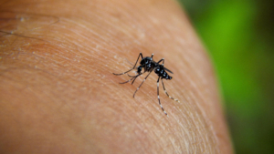 chikungunya-virusu-nedir-nasil-bulasir-chikungunya-virusu-turkiyeye-gelir-mi-RxRZTZOE.jpg