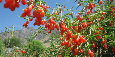 goji-berry-nedir-goji-berry-yararlari-nelerdir-4E6ee4EA.jpg