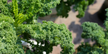 harika-besin-kale-bitkisinin-sihhate-mucizevi-yararlari-bxEZPPnX.jpg