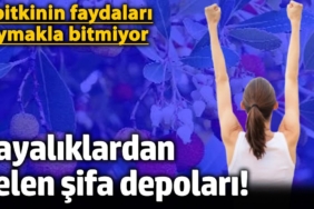 kayaliklardan-gelen-sifa-depolari-7-bitkinin-yararlari-saymakla-bitmiyor-ZPgUQann.jpg