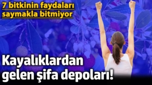 kayaliklardan-gelen-sifa-depolari-7-bitkinin-yararlari-saymakla-bitmiyor-ZPgUQann.jpg