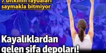 kayaliklardan-gelen-sifa-depolari-7-bitkinin-yararlari-saymakla-bitmiyor-ZPgUQann.jpg