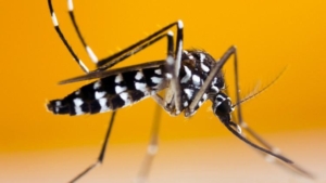 nedir-bu-chikungunya-virusu-cinde-vaka-sayisi-7-bin-700u-asti-N48QAsrX.jpg